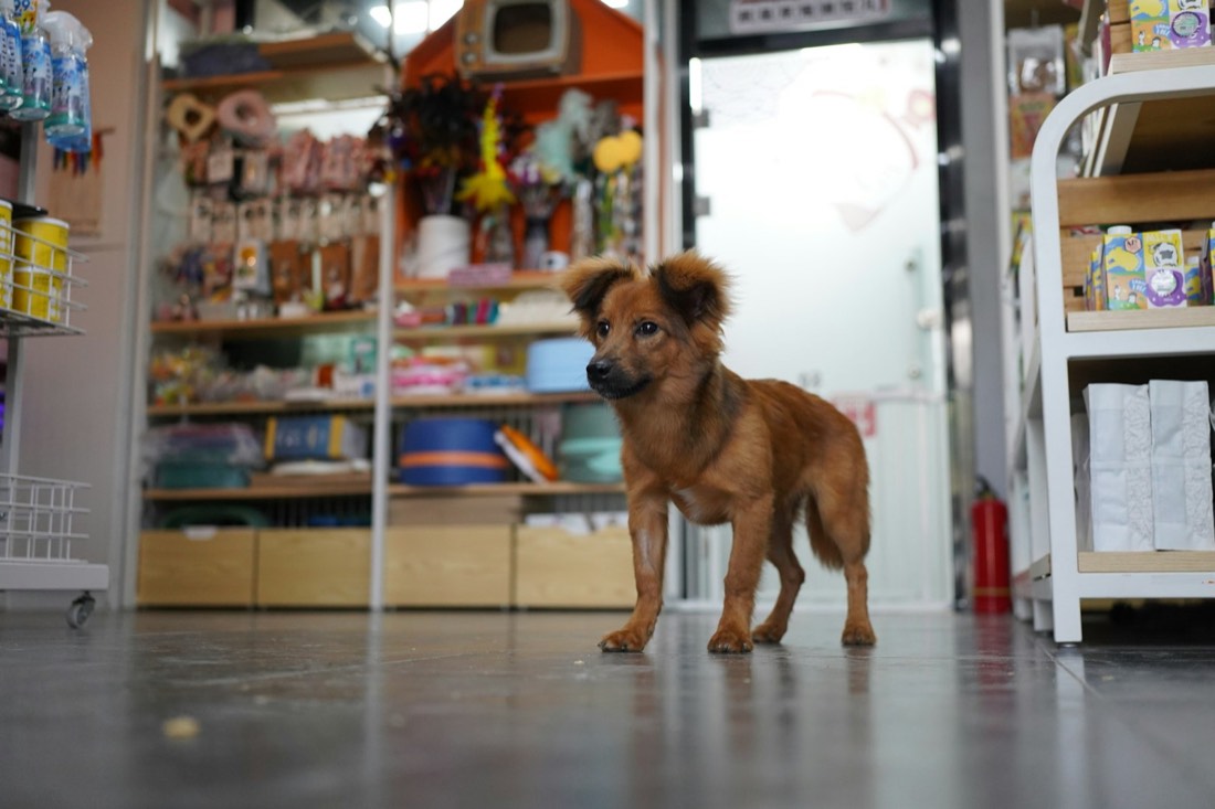 Un cane in mezzo agli scaffali di un negozio di animali